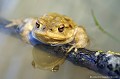 <br><br>Nom anglais : Common toad
<br>Les Crapauds communs femelles sont les premières à quitter le site de reproduction.
<br><br>Photo réalisée en France, dans l'Allier (Auvergne)
<br><br> Crapaud commun
crapauds
Bufo bufo
Common toad
Auvergne
Allier
femelle
site 
reproduction 